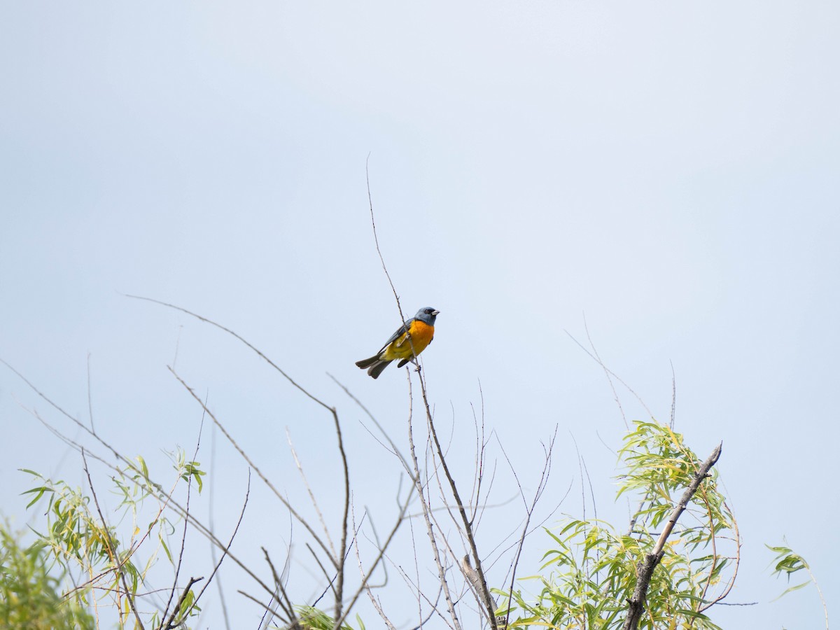Blue-and-yellow Tanager - ML640429082