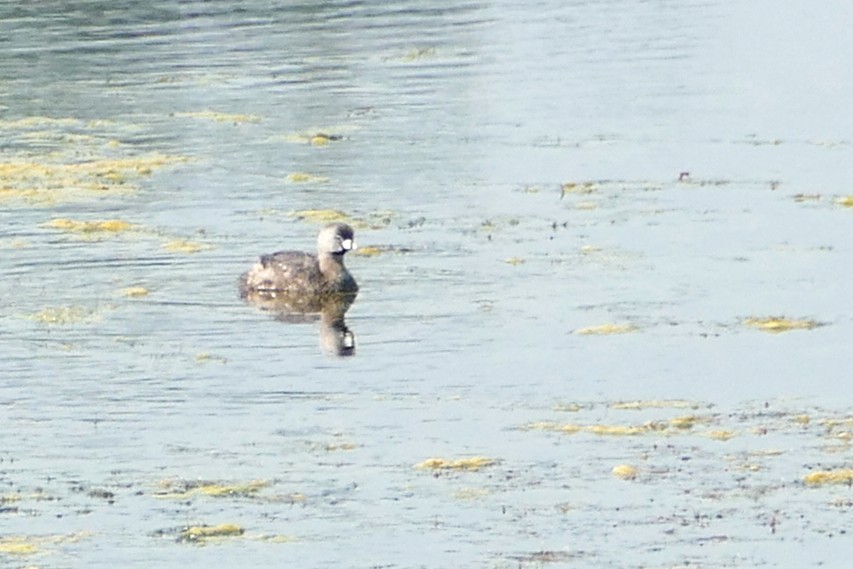 Pied-billed Grebe - ML640429083