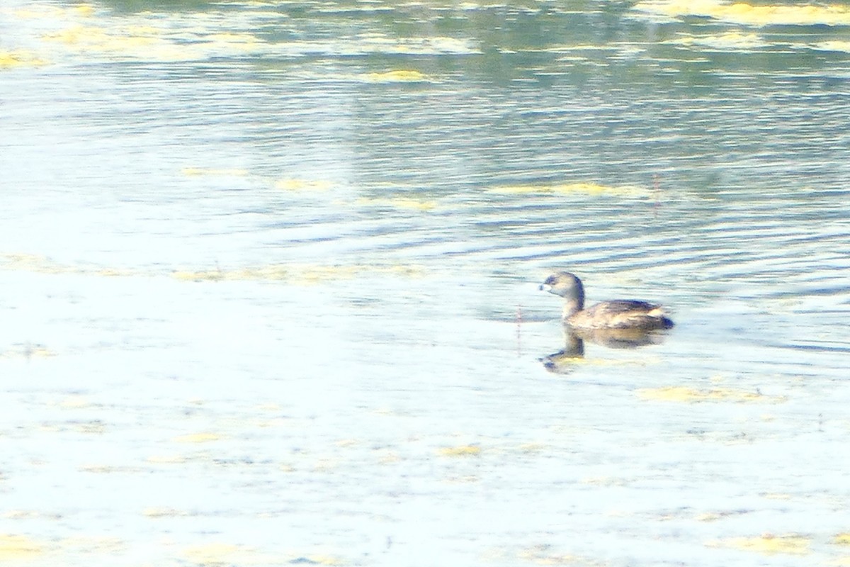 Pied-billed Grebe - ML640429084