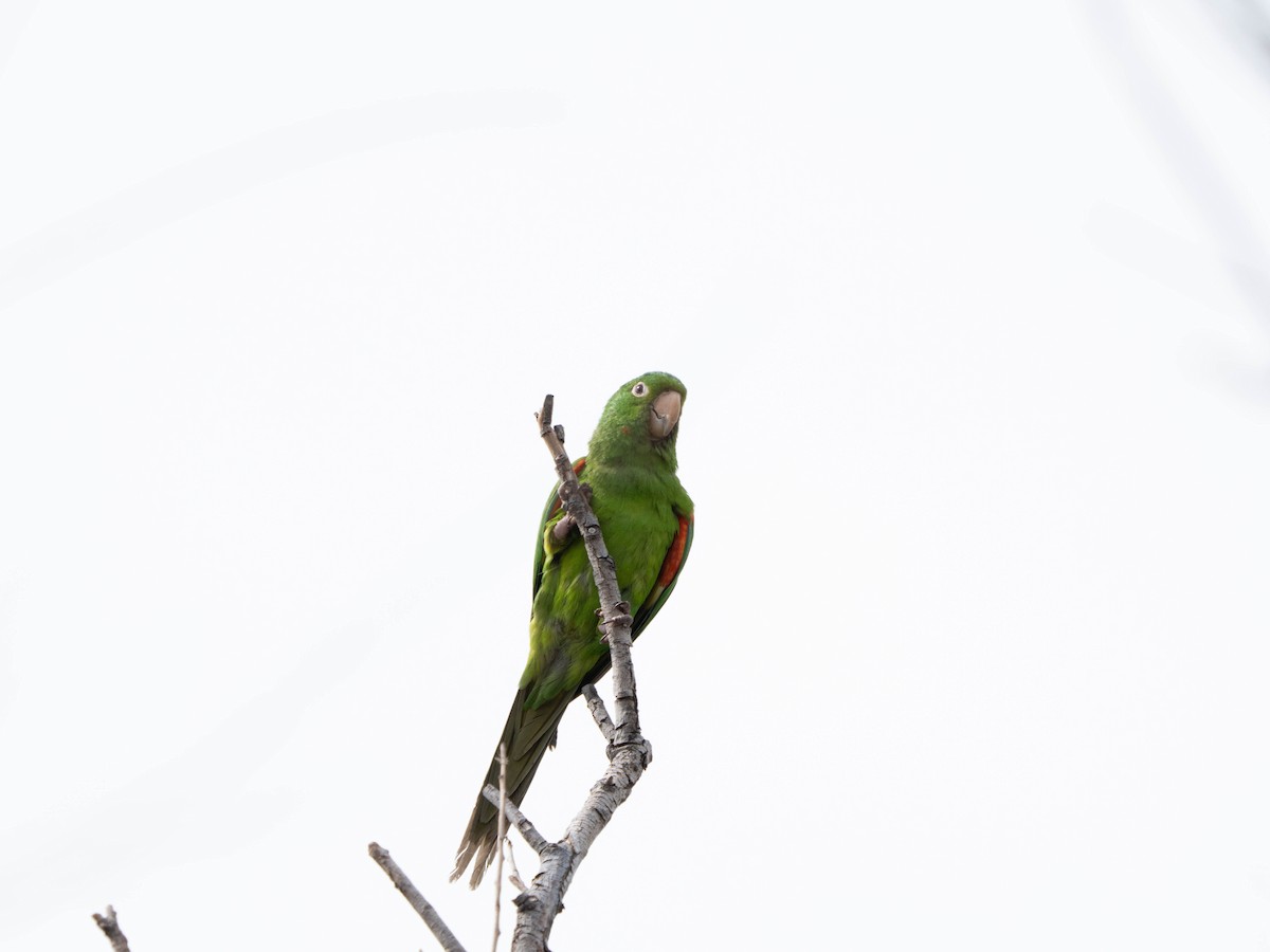 White-eyed Parakeet - ML640429097