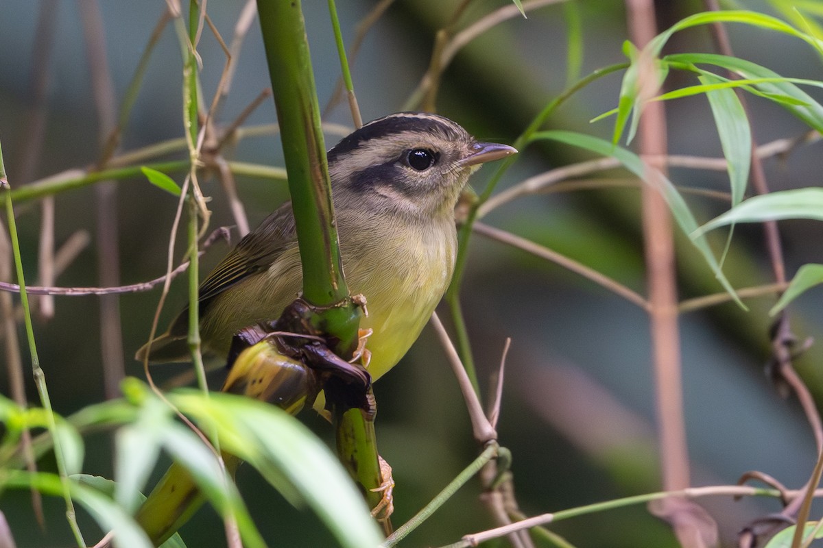 Costa Rican Warbler - ML640429104