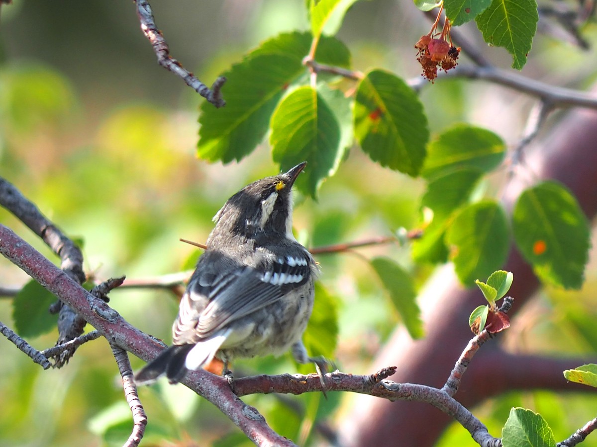 Black-throated Gray Warbler - ML640429108