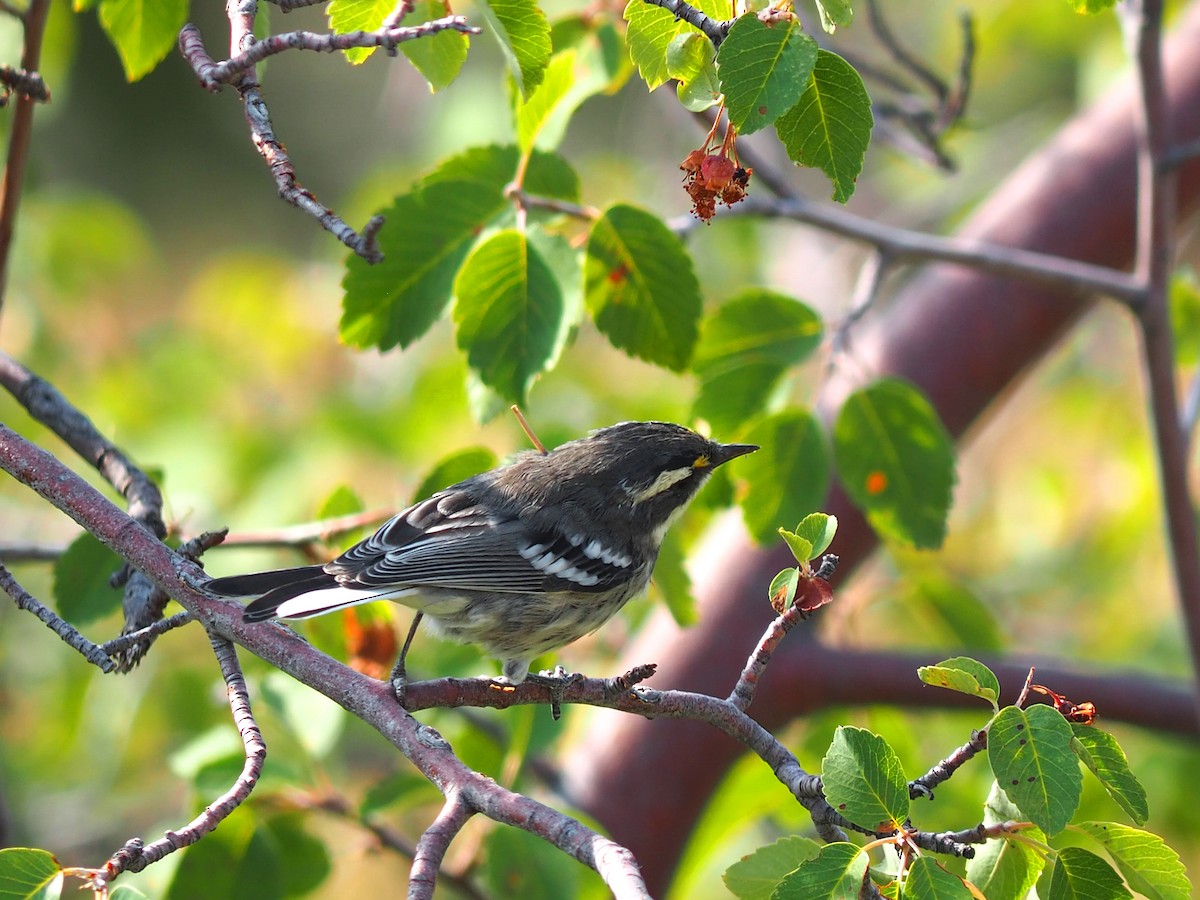 Black-throated Gray Warbler - ML640429109