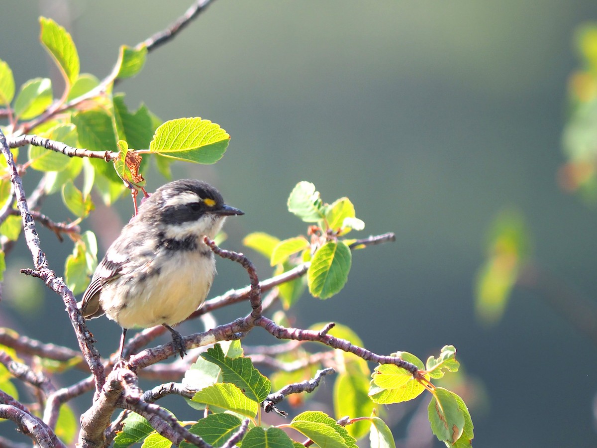 Black-throated Gray Warbler - ML640429110