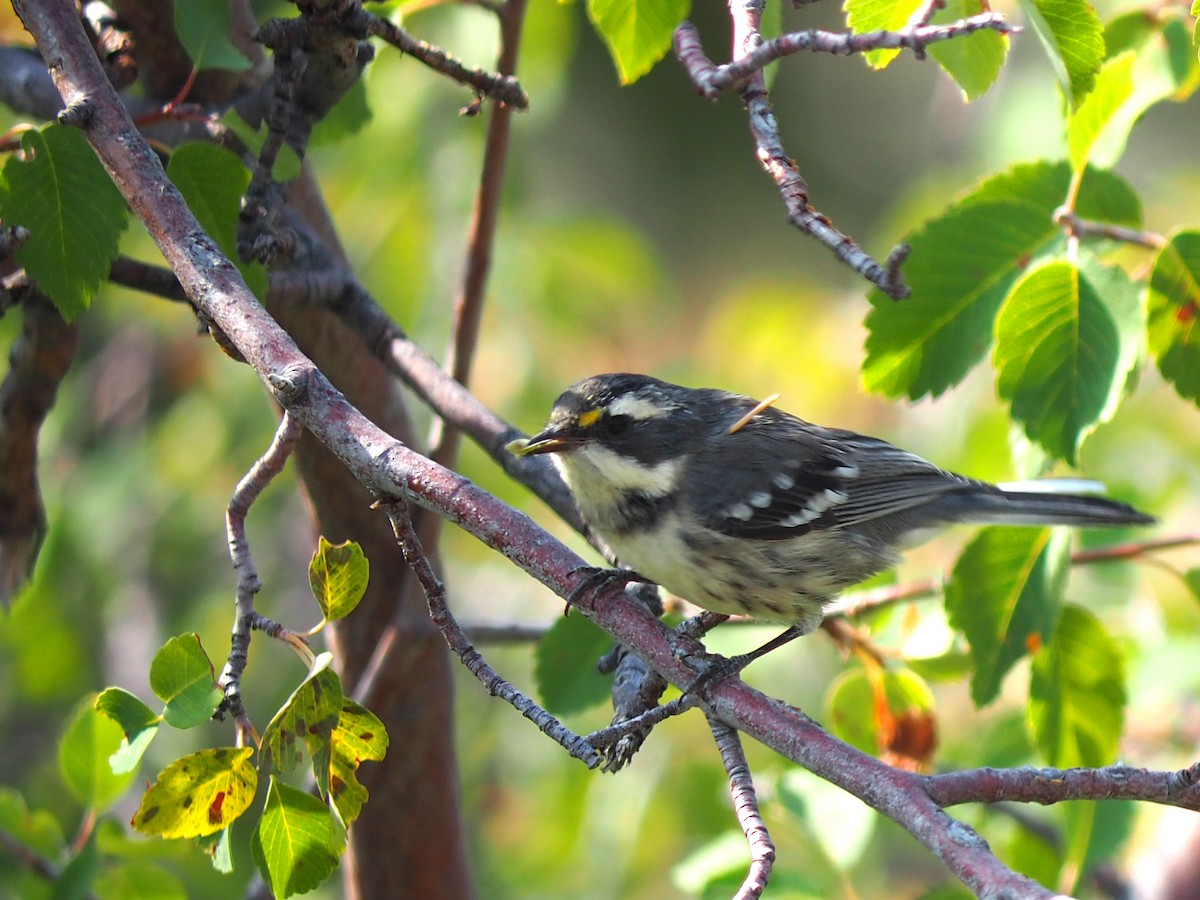 Black-throated Gray Warbler - ML640429111