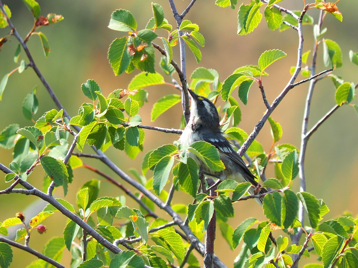 Black-throated Gray Warbler - ML640429112