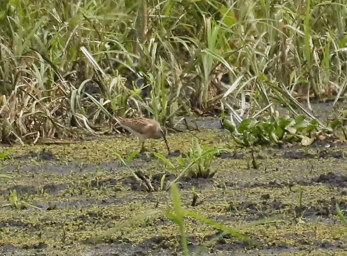 Short-billed Dowitcher - ML640429177