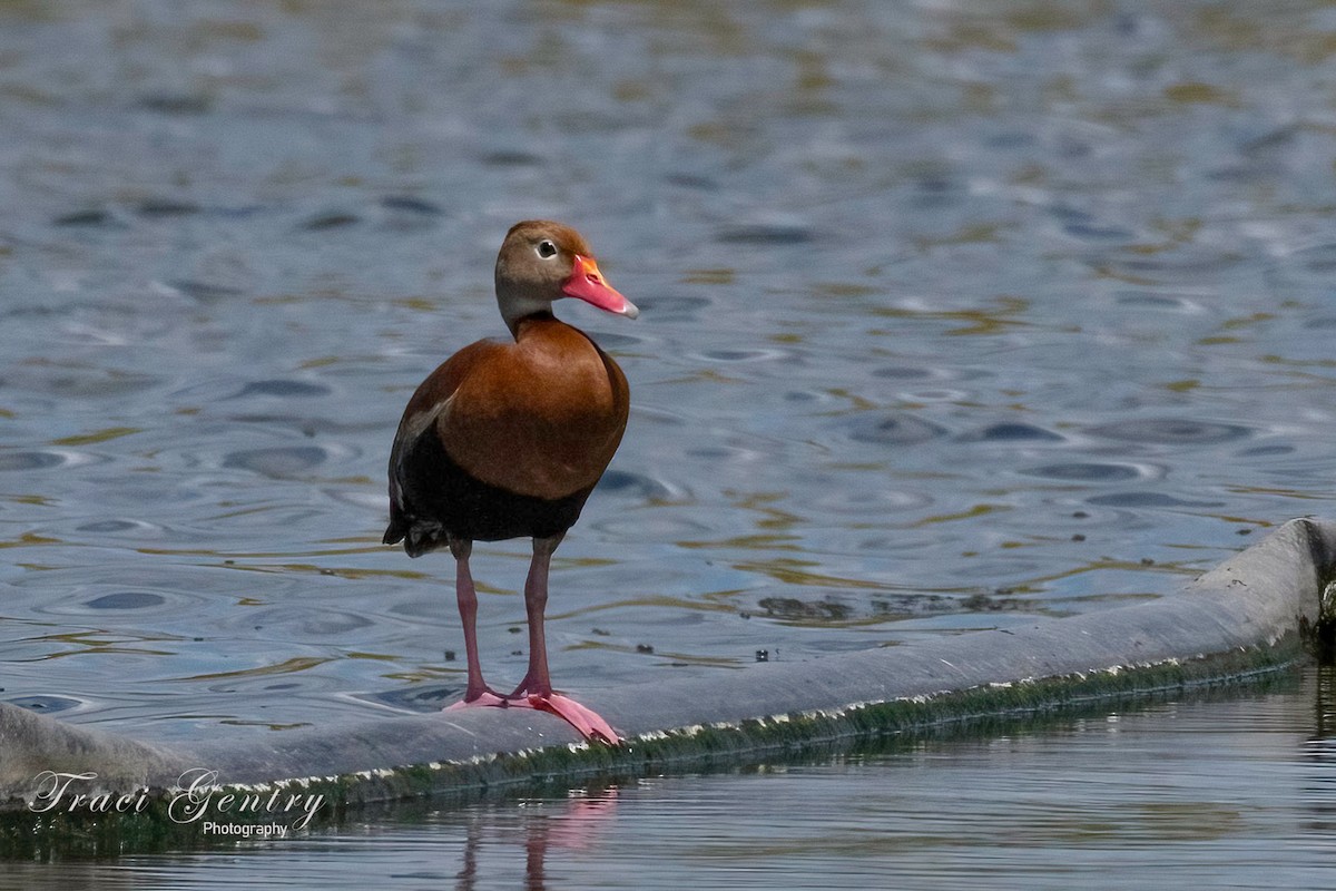 Black-bellied Whistling-Duck - ML640429196