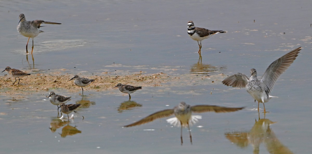 gulbeinsnipe/plystresnipe - ML640429201