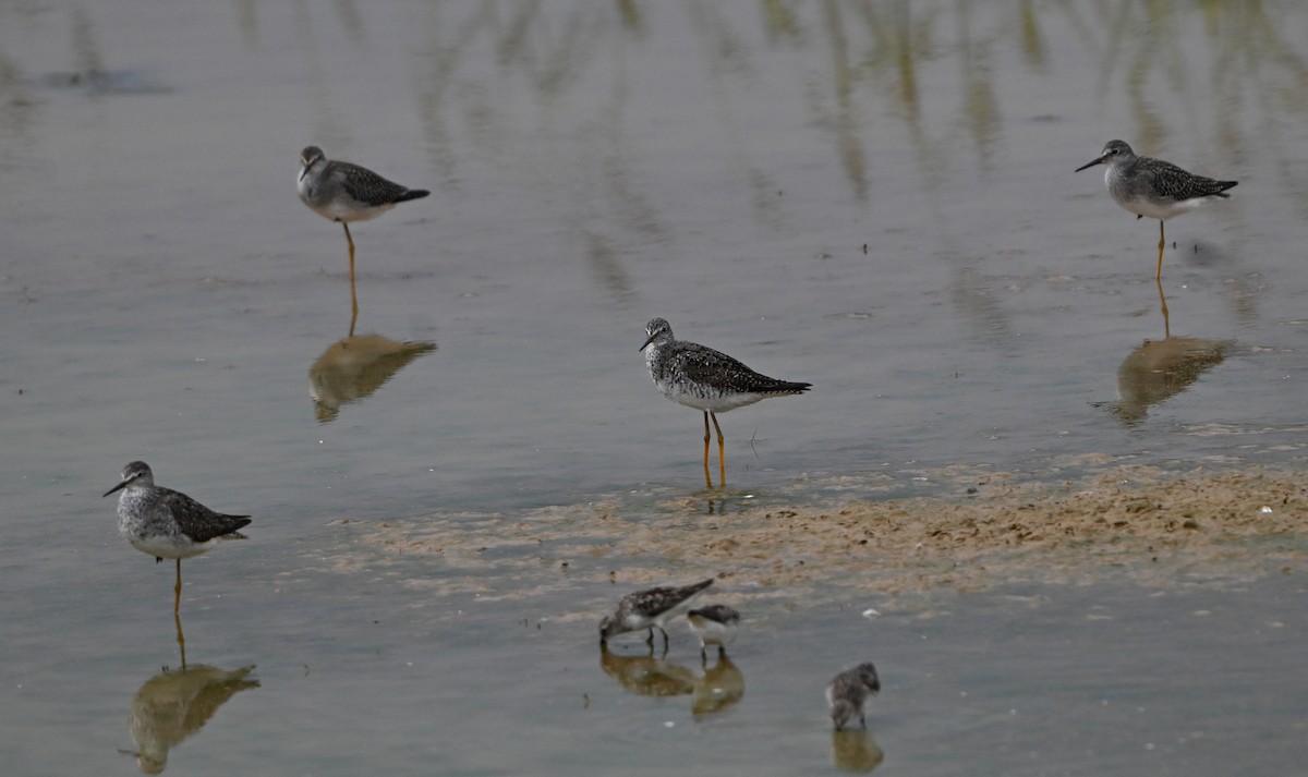gulbeinsnipe/plystresnipe - ML640429203