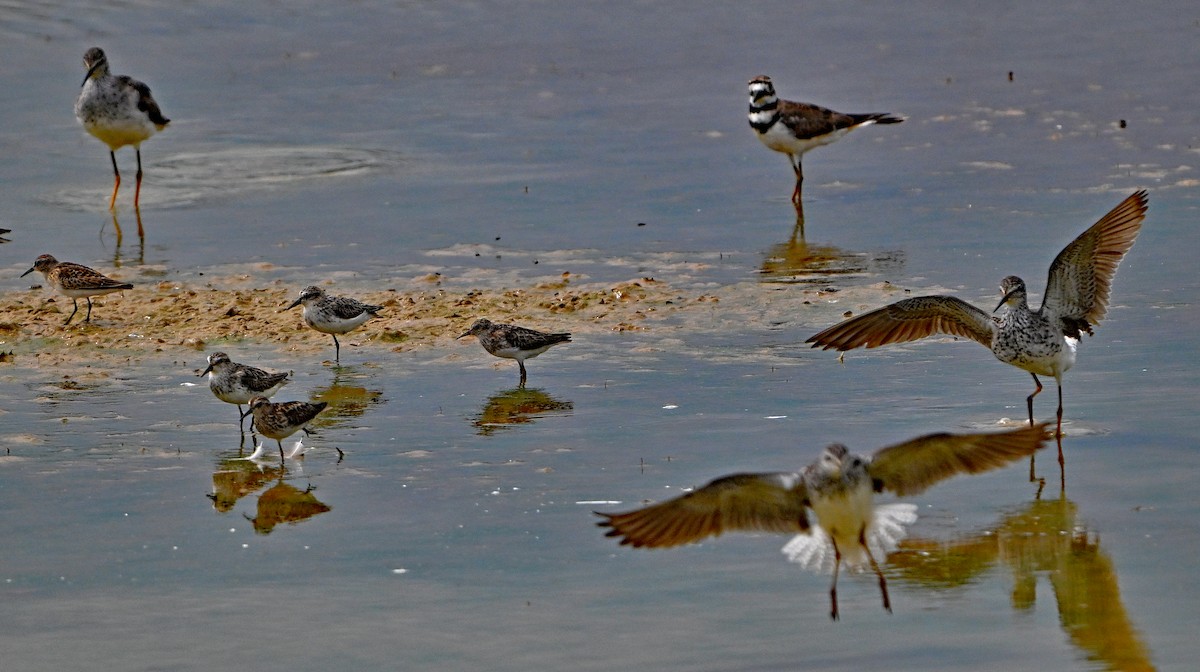 gulbeinsnipe/plystresnipe - ML640429204