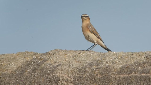 steinskvett - ML640429224