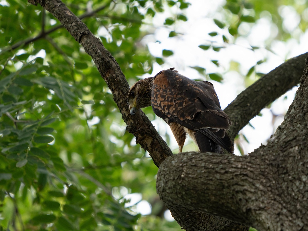 Harris's Hawk - ML640429284