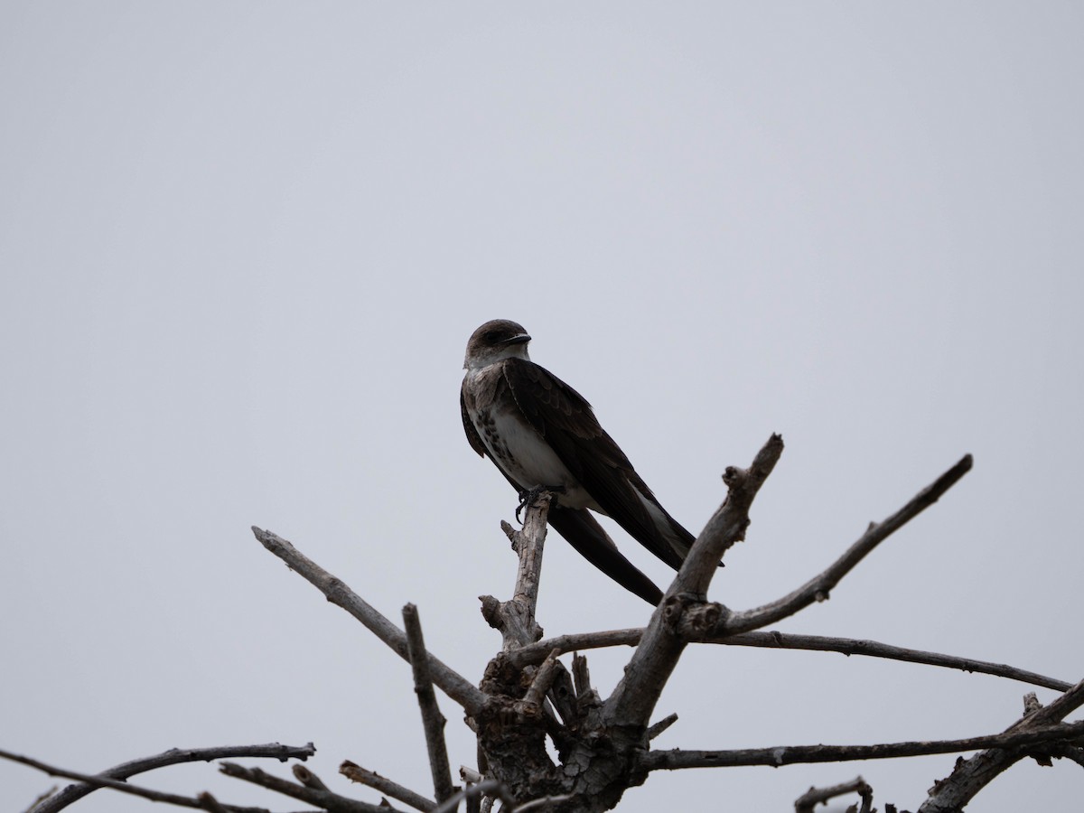 Brown-chested Martin - ML640429302