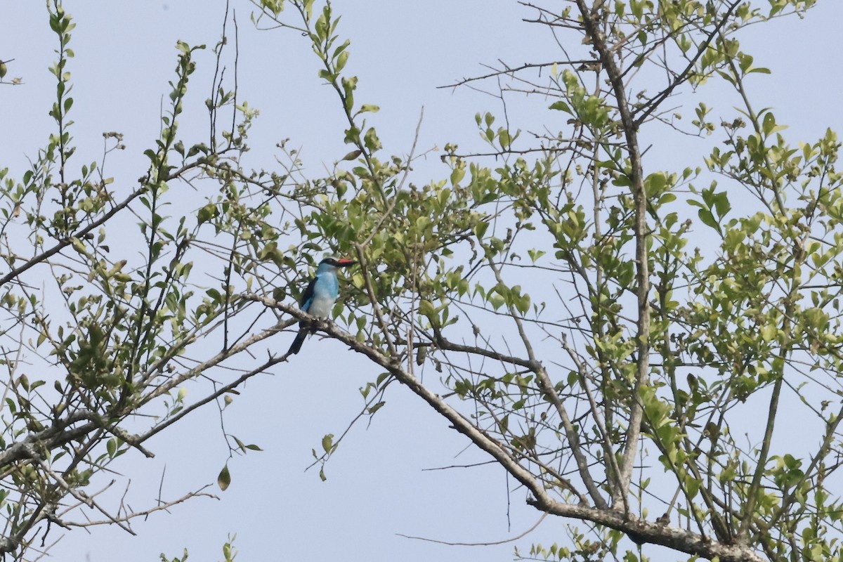 Blue-breasted Kingfisher - ML640429323