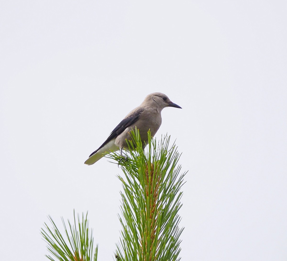 konglekråke - ML640429349