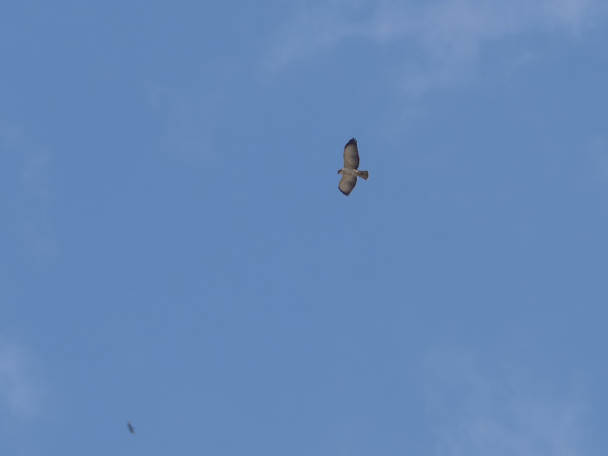 Short-tailed Hawk - ML640429354