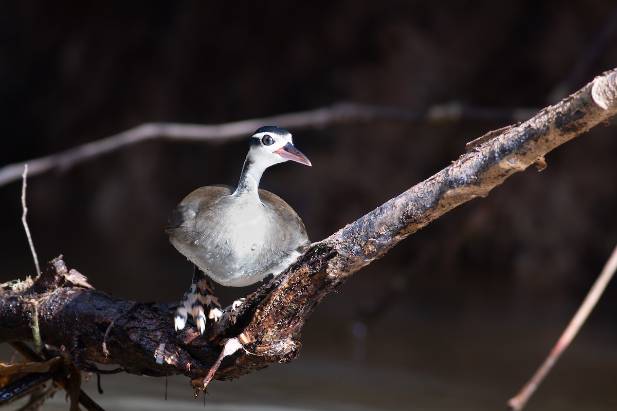 Sungrebe - ML640429400