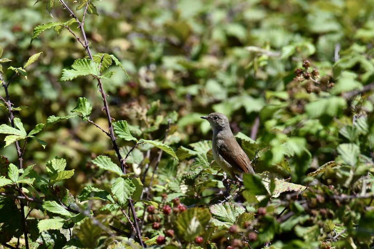 Spectacled Warbler - ML640429414