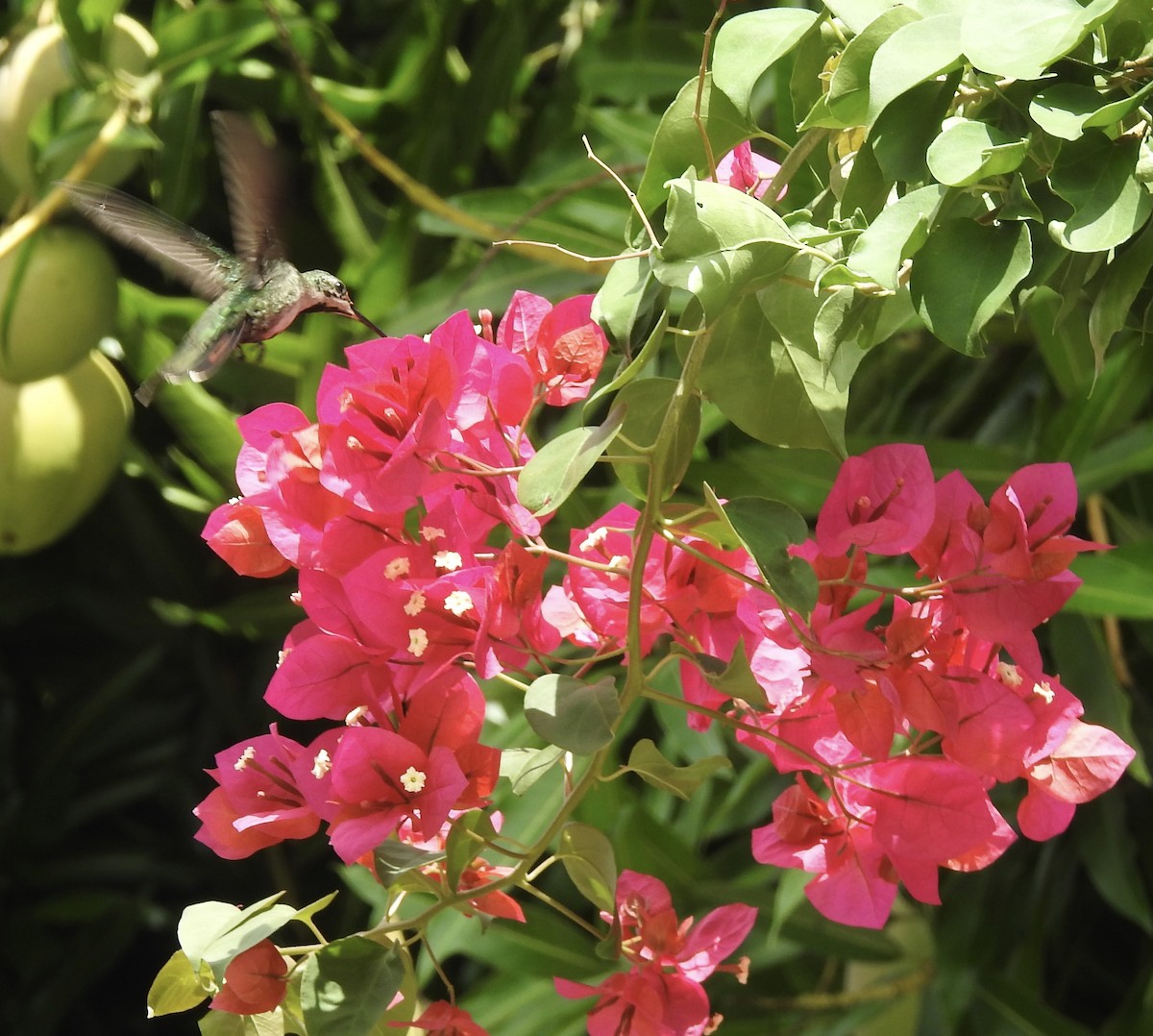 Hispaniolan Mango - ML640429415