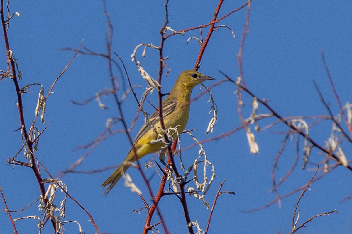 new world oriole sp. - ML640429543