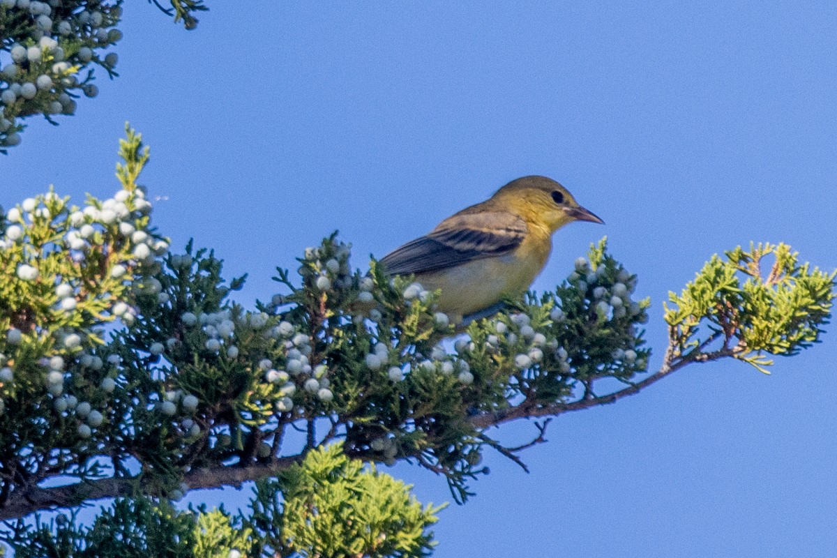 new world oriole sp. - ML640429544