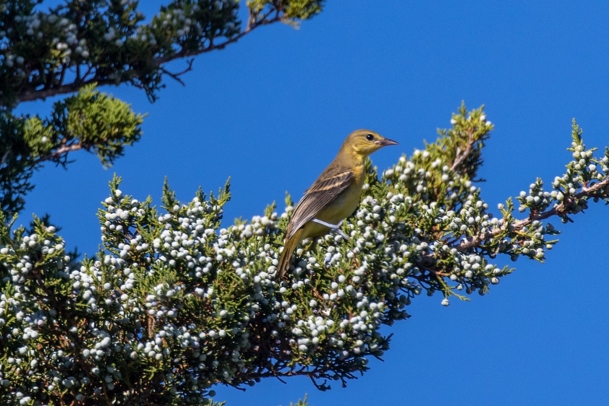 new world oriole sp. - ML640429546