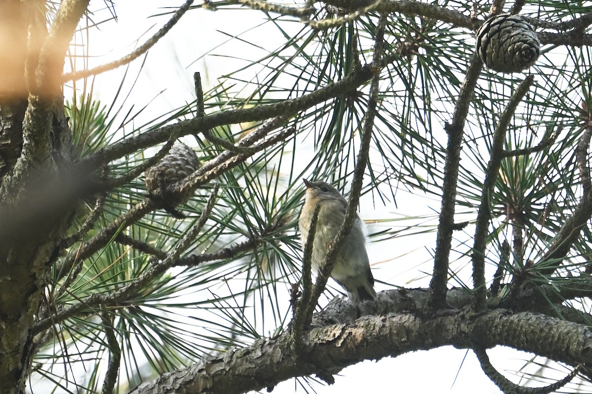 Pine Warbler - ML640429594