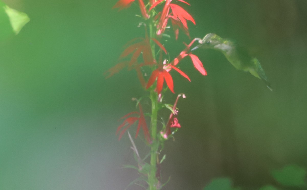 Ruby-throated Hummingbird - ML640429630