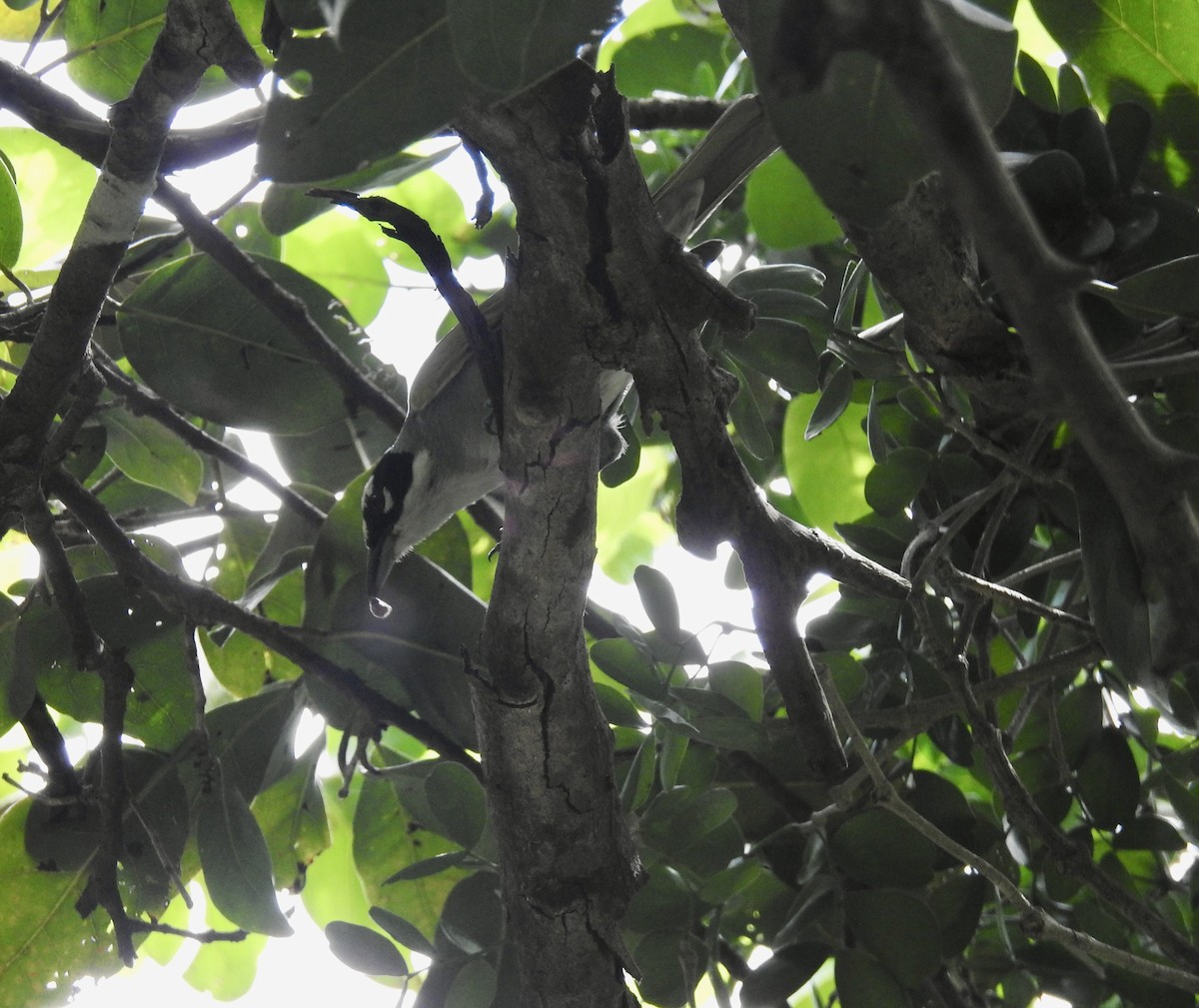 Black-crowned Palm-Tanager - ML640429631