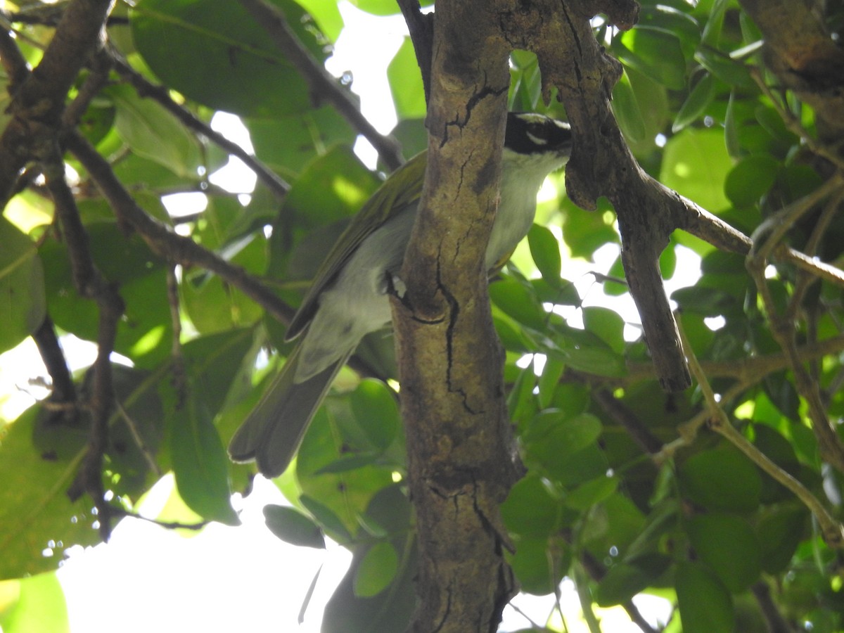 Black-crowned Palm-Tanager - ML640429646