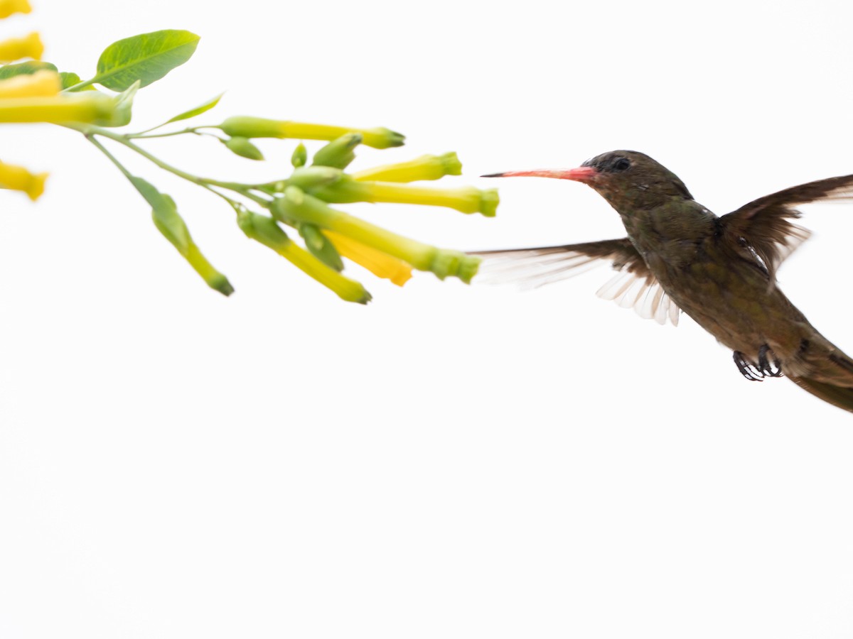 Gilded Hummingbird - ML640429760