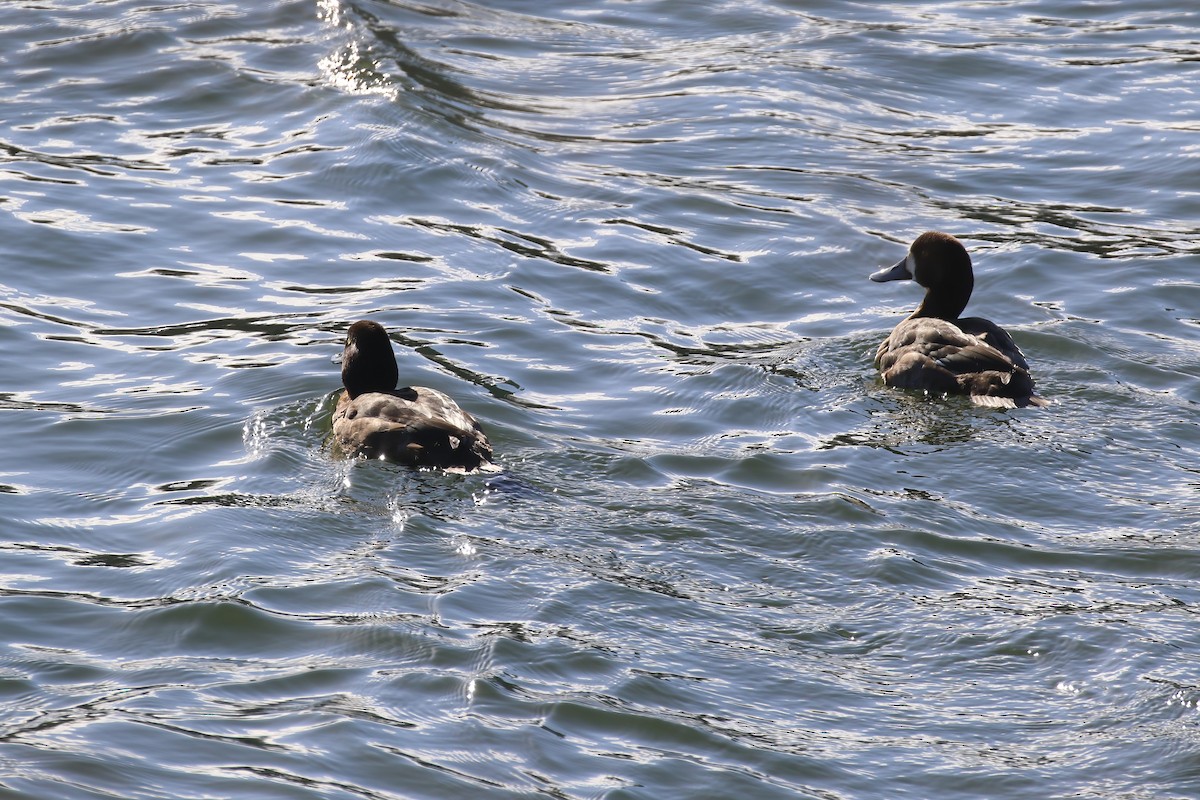 Greater Scaup - ML640429788