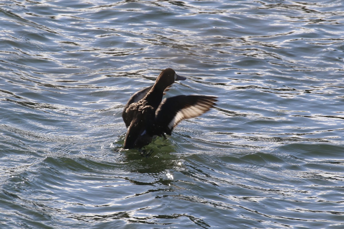 Greater Scaup - ML640429793