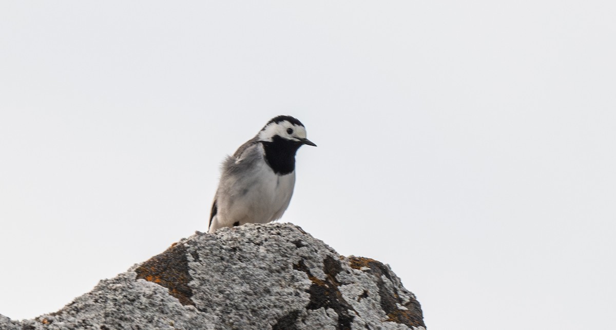 White Wagtail - ML640429799