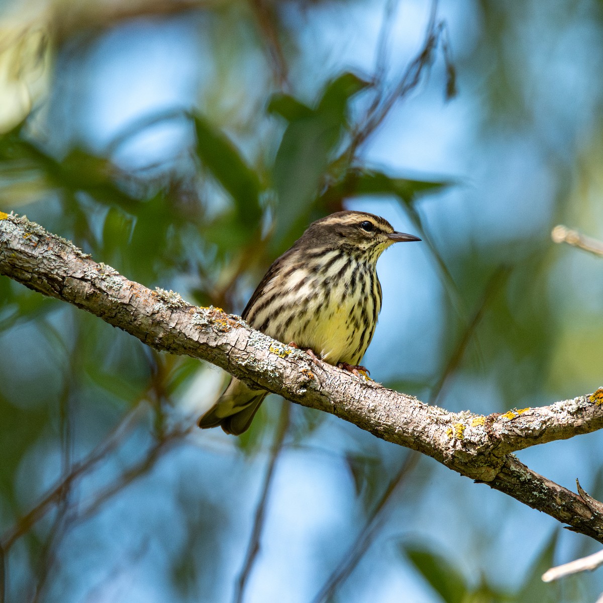 Northern Waterthrush - ML640429860