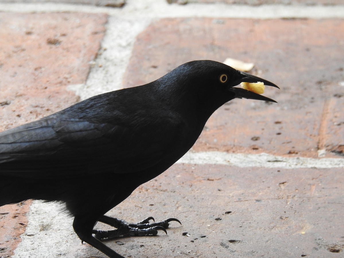Greater Antillean Grackle - ML640429903