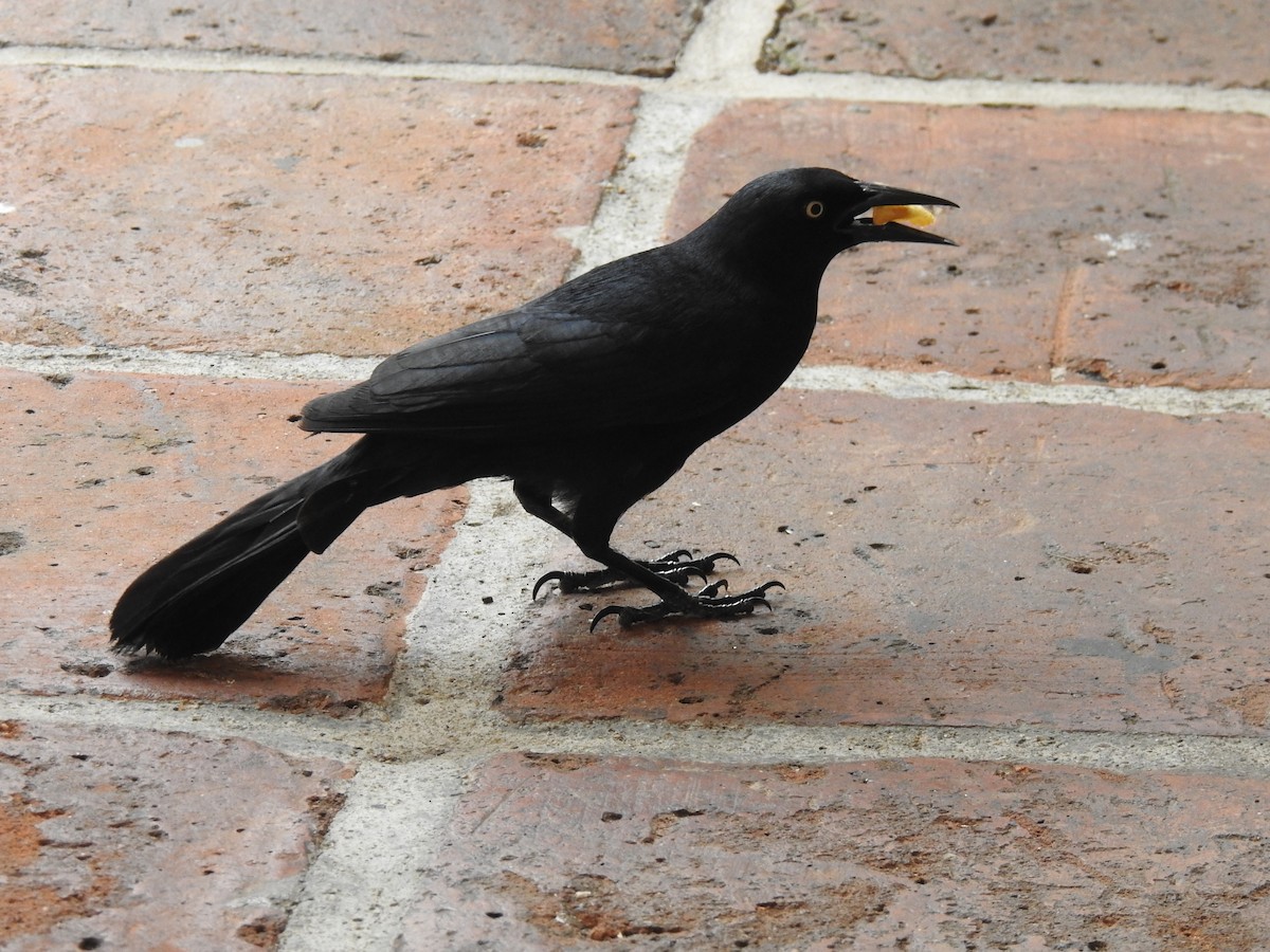 Greater Antillean Grackle - ML640429905