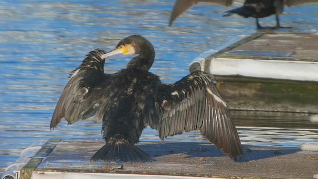 Great Cormorant - ML640429939