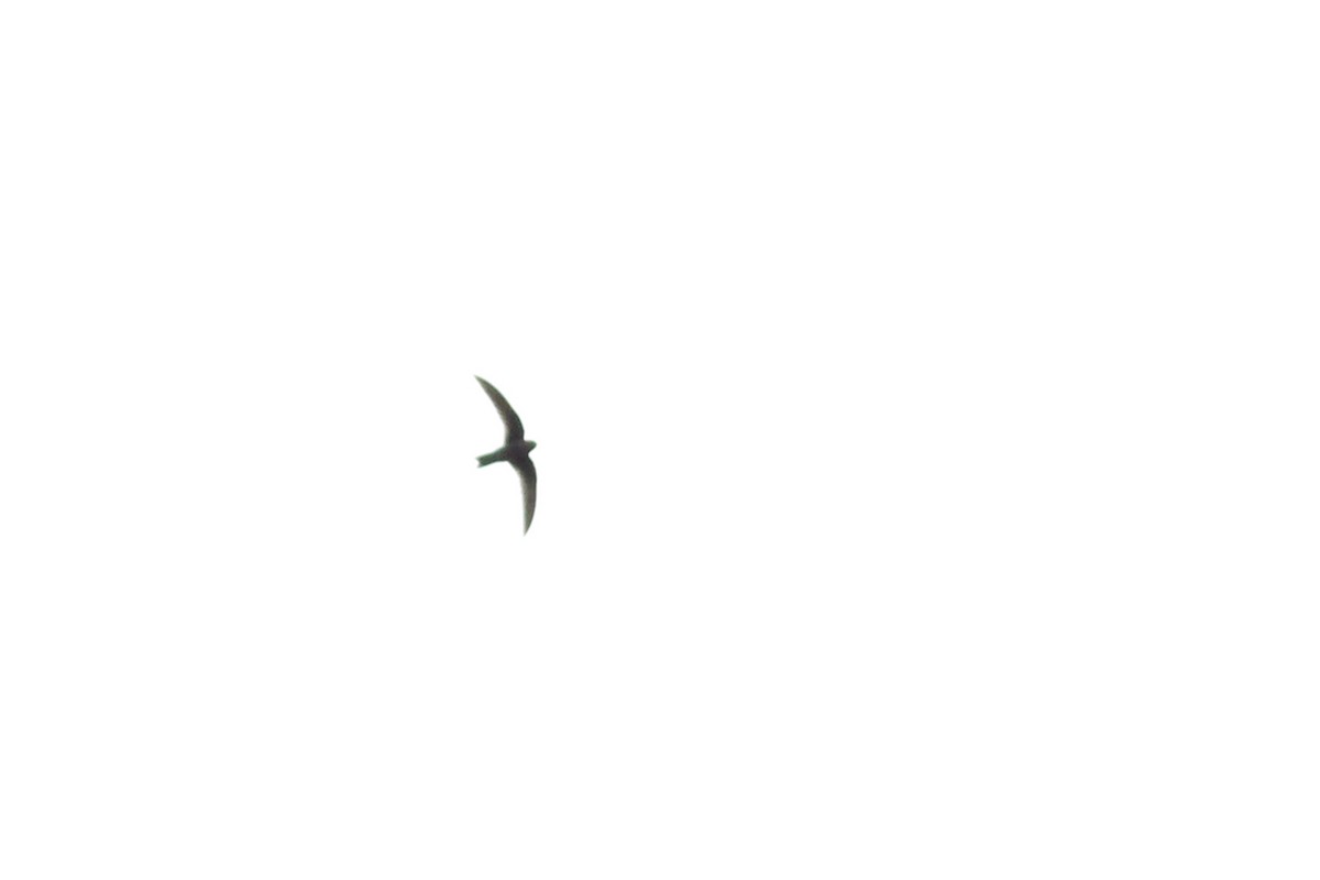 White-collared Swift - ML640429944
