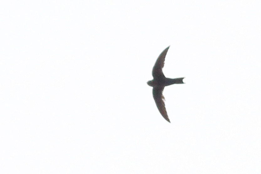 White-collared Swift - ML640429968