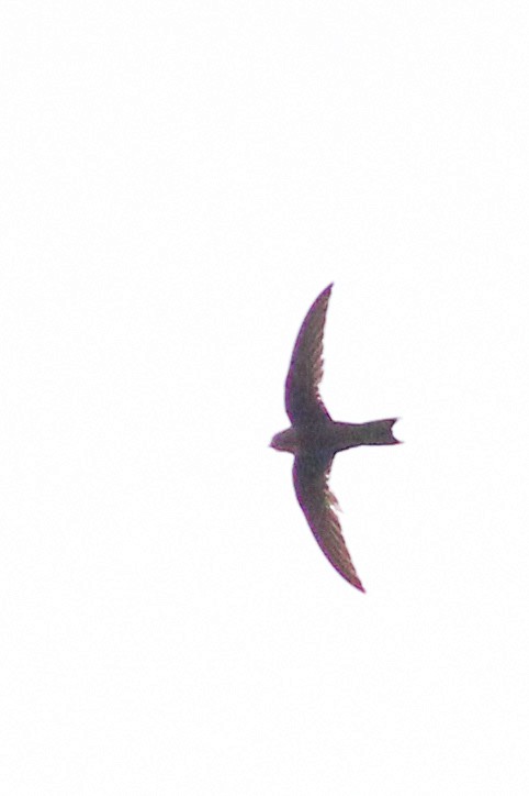 White-collared Swift - ML640429985