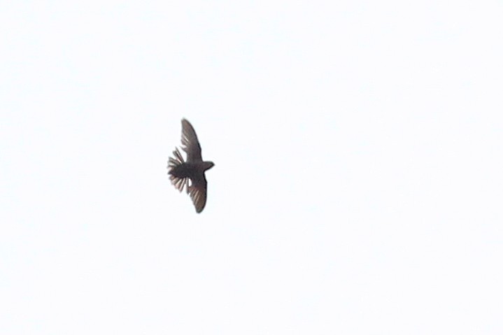 White-collared Swift - ML640429990