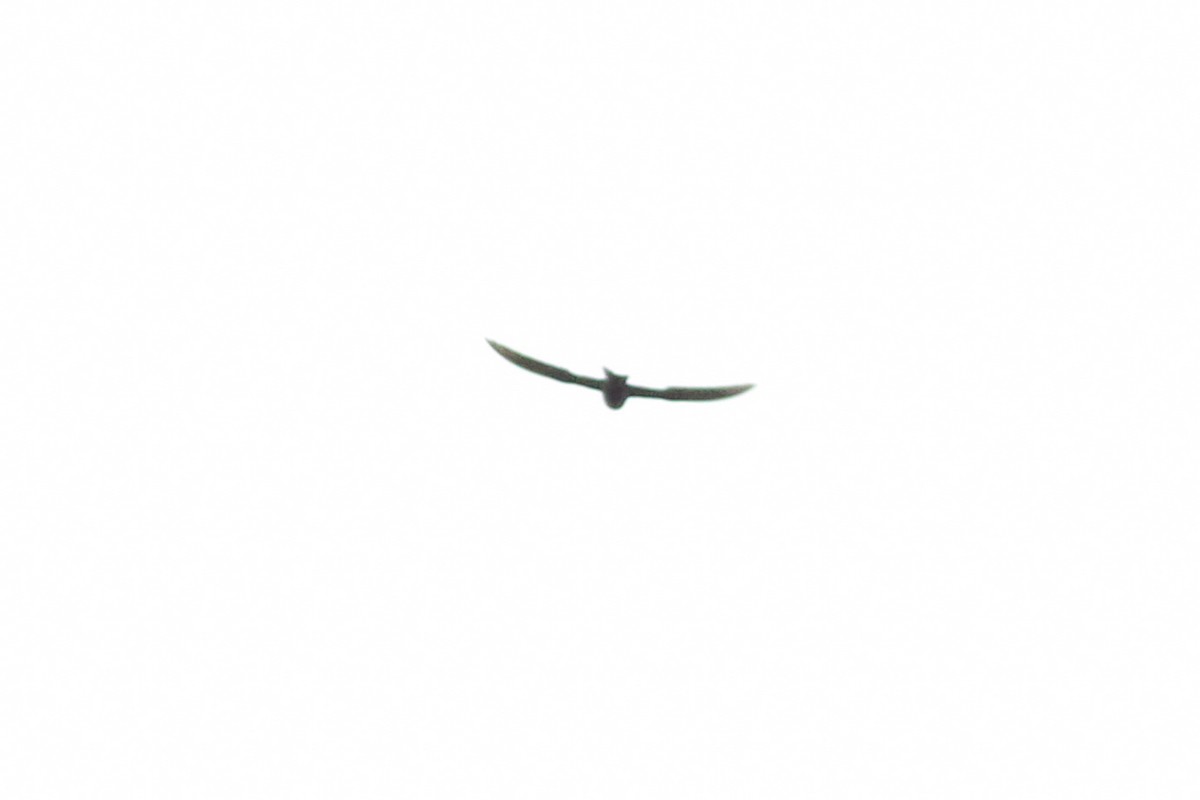 White-collared Swift - ML640430009