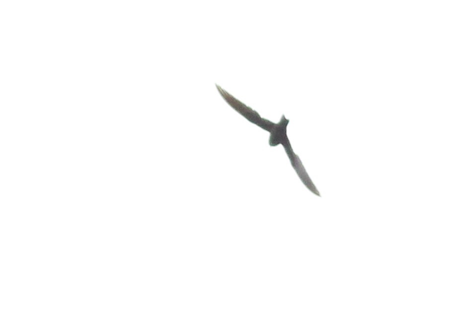 White-collared Swift - ML640430017