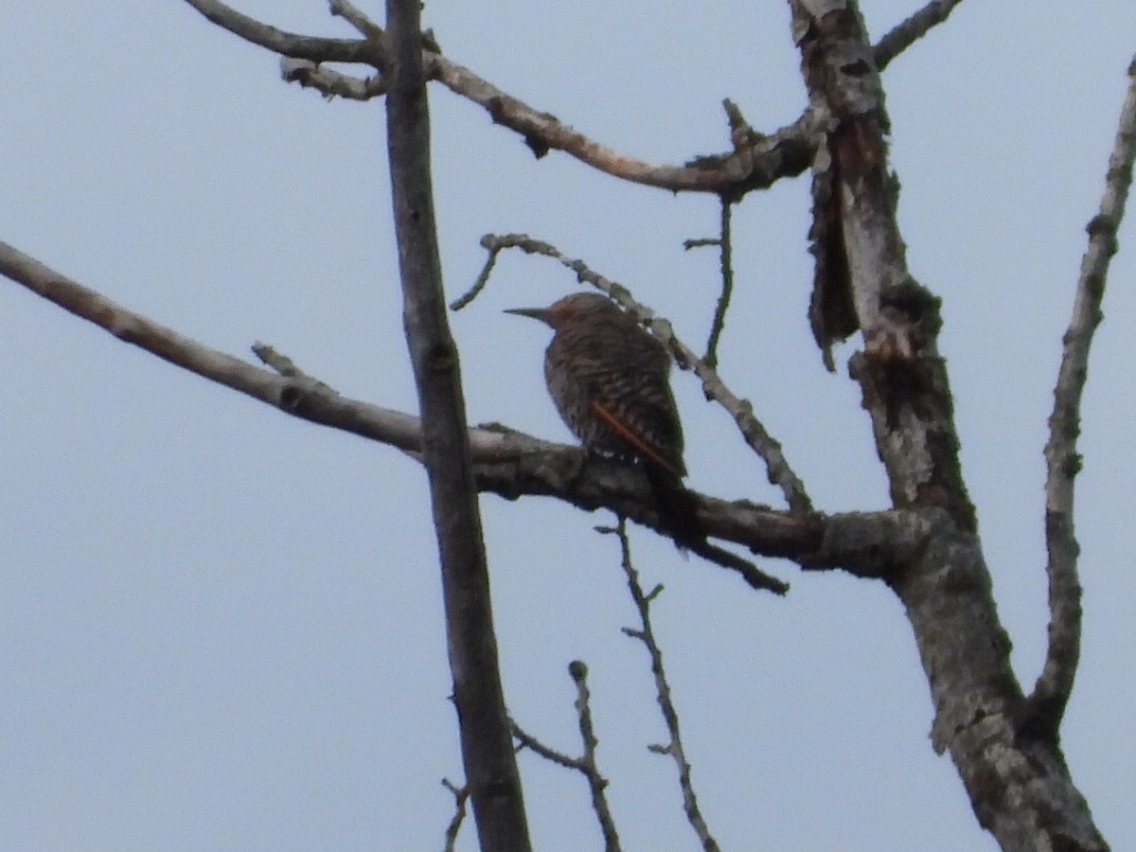 Northern Flicker - ML640430026