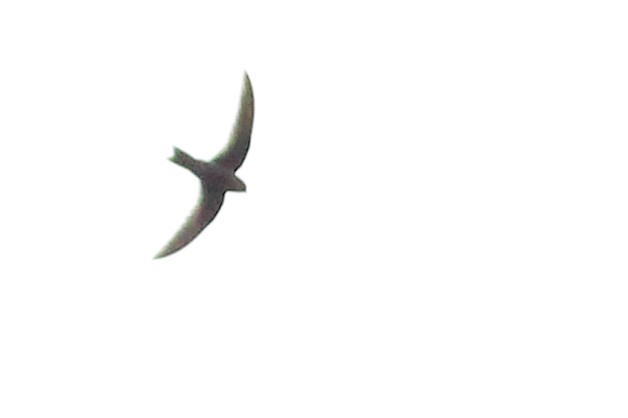 White-collared Swift - ML640430032