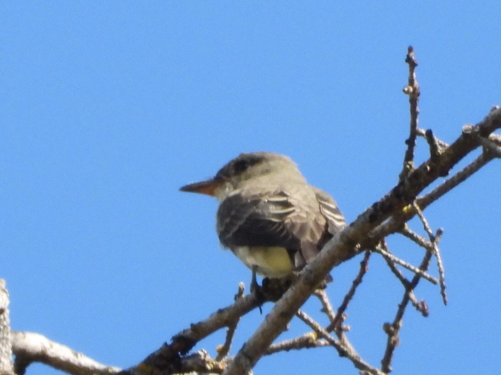 Western Wood-Pewee - ML640430038