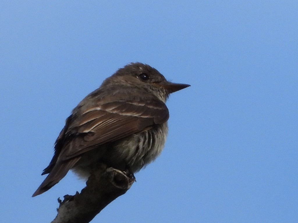 Western Wood-Pewee - ML640430039