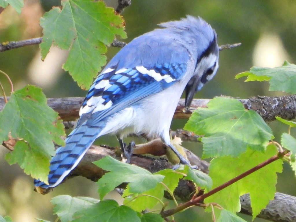 Blue Jay - ML640430042
